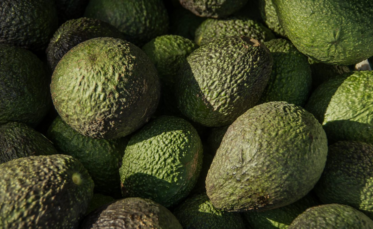 Preparan en Jalisco el guacamole más grande del mundo y rompen Guinnes