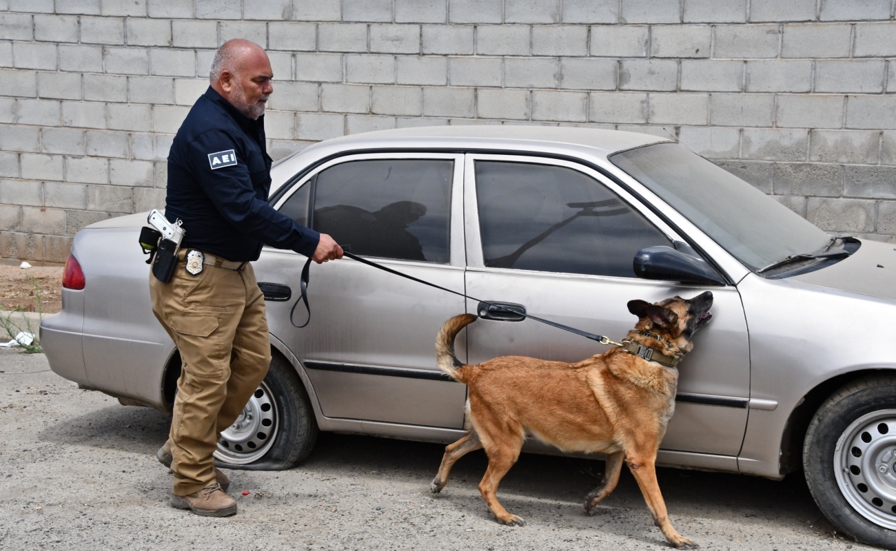 Obtiene Unidad k-9 de la Fiscalía de Baja California certificación internacional