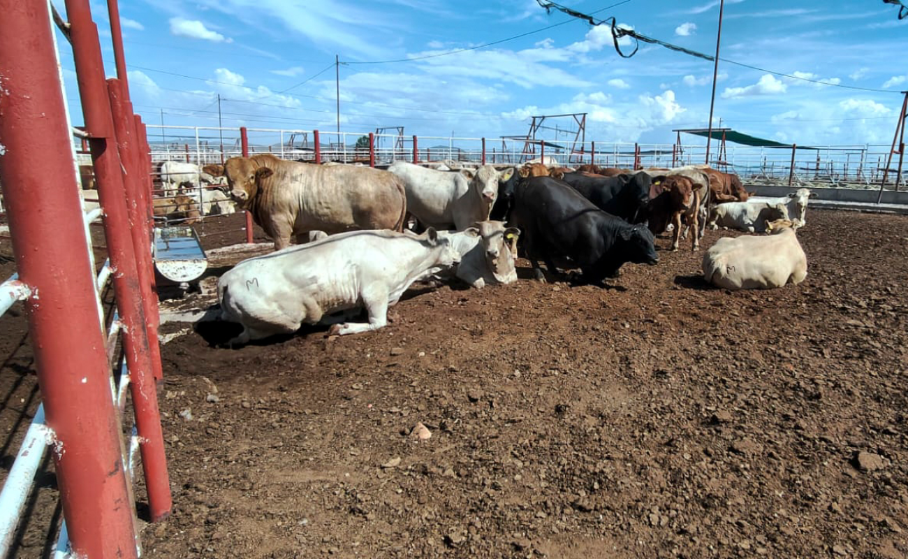 Reanuda México la exportación de ganado a Estados Unidos desde Sonora