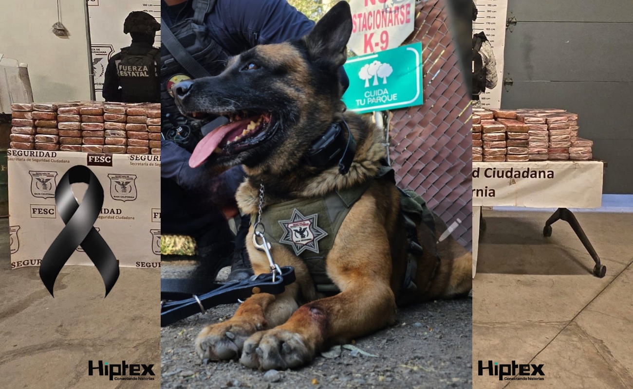 Muere agente canino “Rex”; reconoce SSCBC su legado