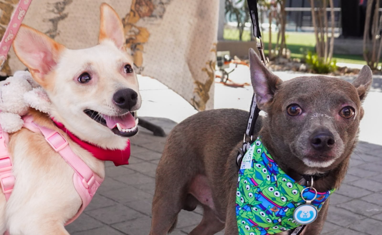 Hogares temporales, una alternativa ante la saturación de refugios para animales en Tijuana