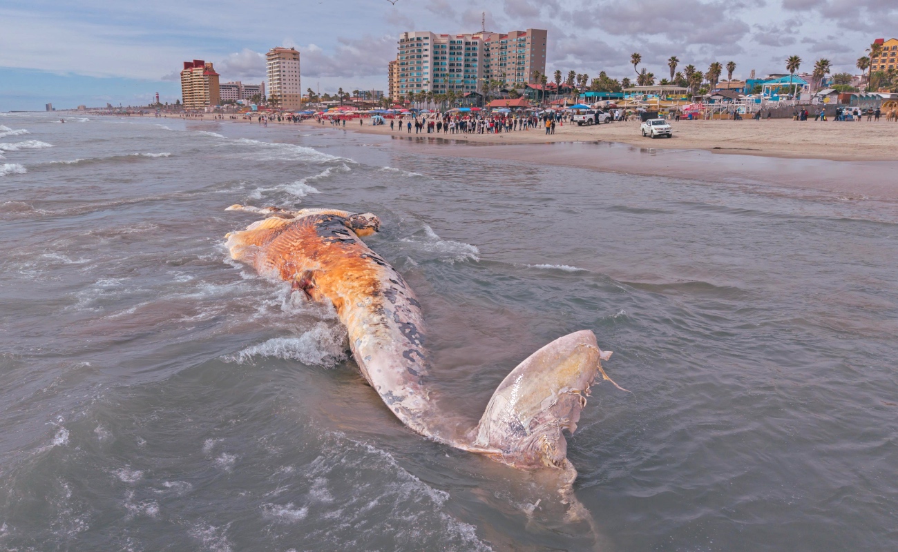 Aparece ballena sin vida en Playas de Rosarito