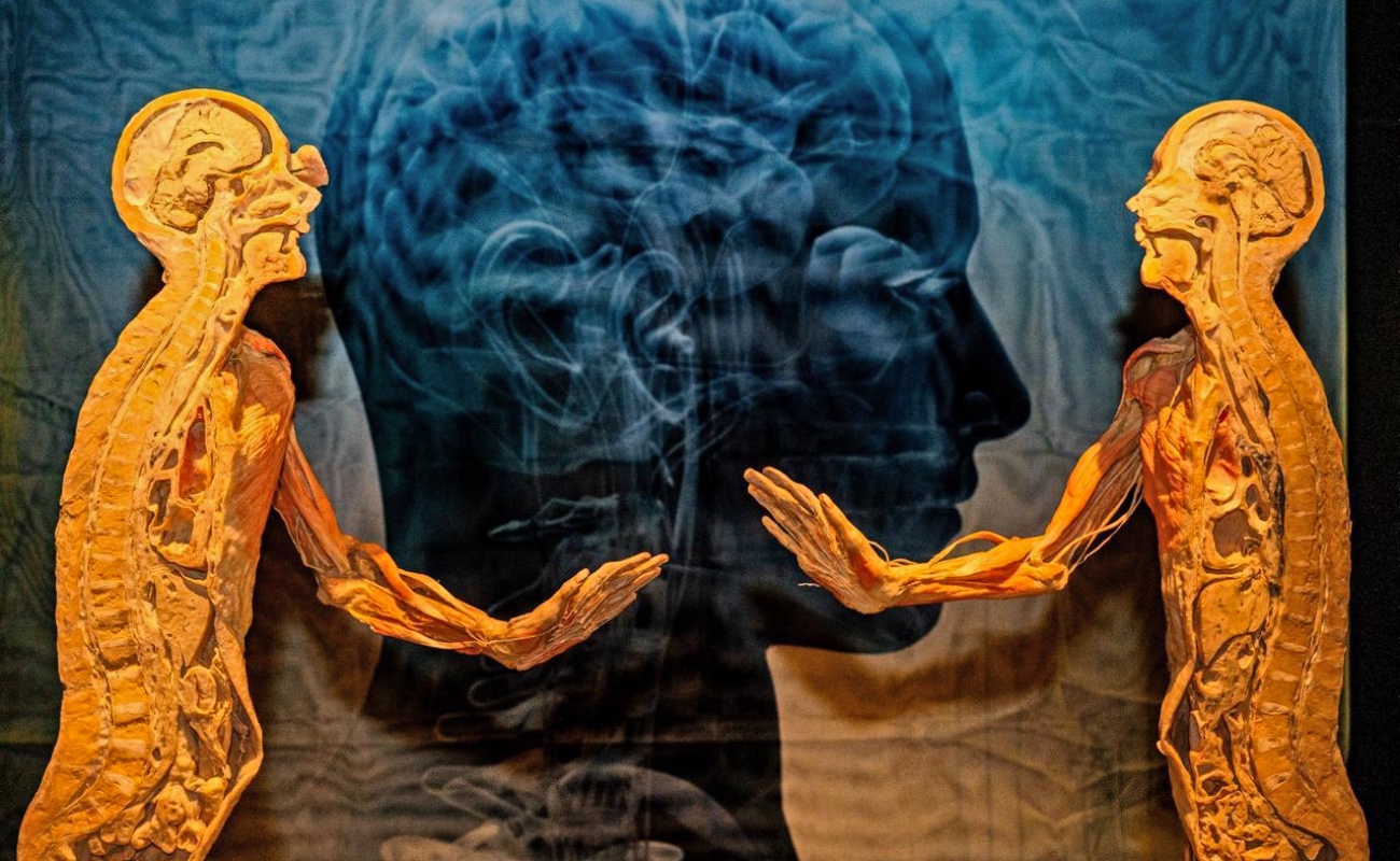 El Gobierno de Ensenada invita a la exposición “Our Body: El Universo Dentro” en el Caracol Museo de Ciencias.