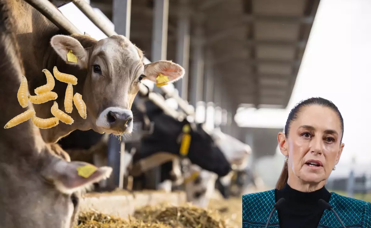El cierre de la frontera al ganado mexicano, decretado por Estados Unidos desde hace casi un año, se debe al brote del gusano barrenador.