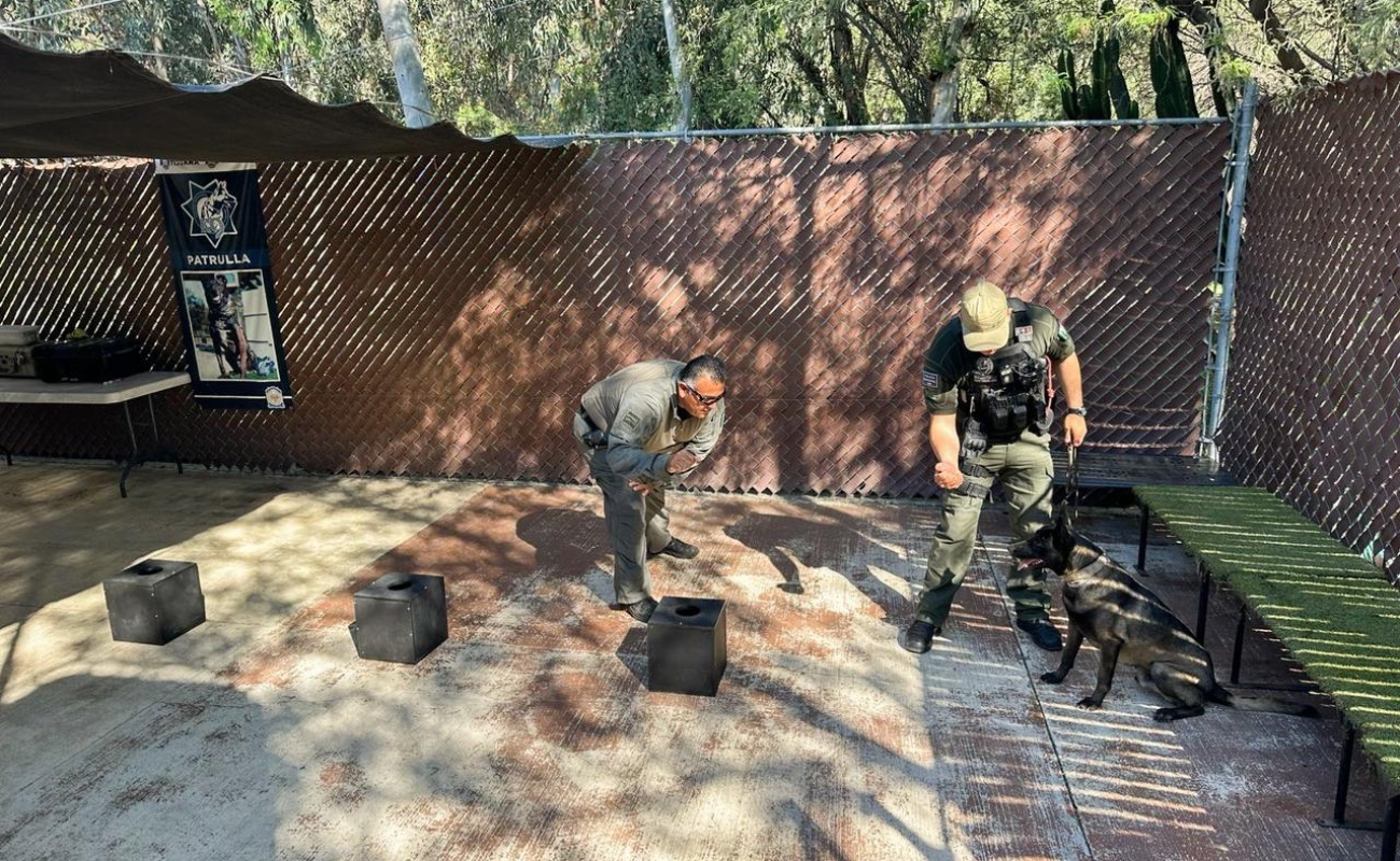 Brinda SSPCM de Tijuana capacitación a elementos de la Unidad Canina del municipio de Playas de Rosarito