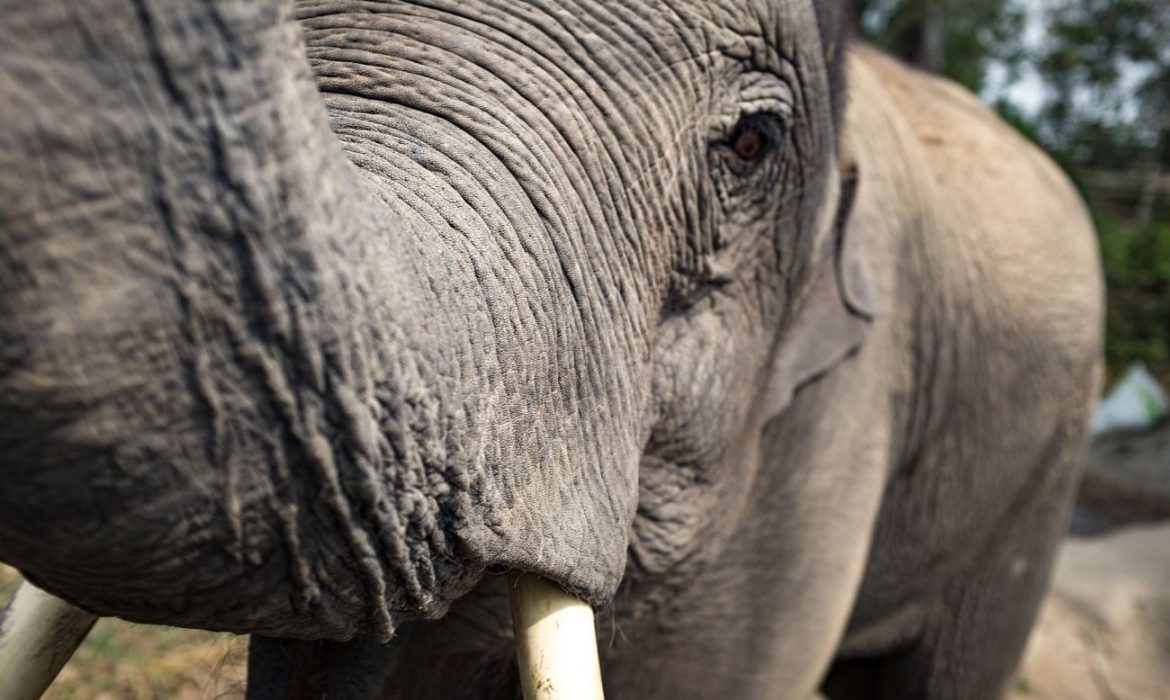 Cazador muere tras ser pisoteado por elefante
