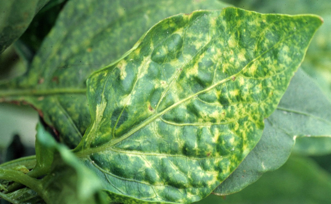 Virus, una amenaza para la agricultura: CIGA