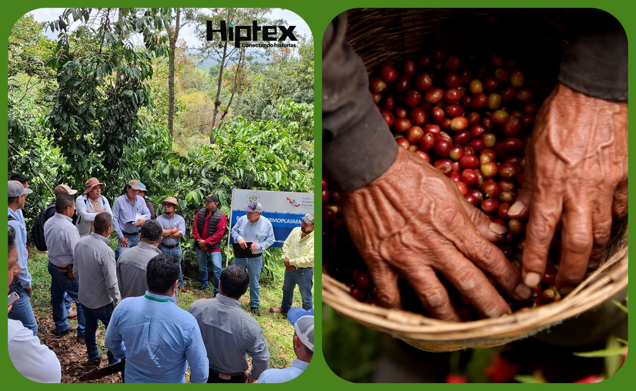Capacita AGRICULTURA a técnicos para proteger el patrimonio de productores de café