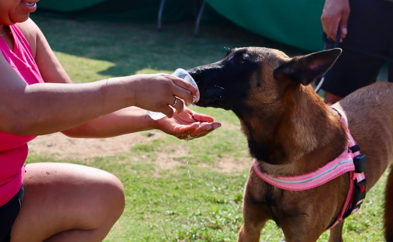 Llama a garantizar entorno digno y bienestar para perros
