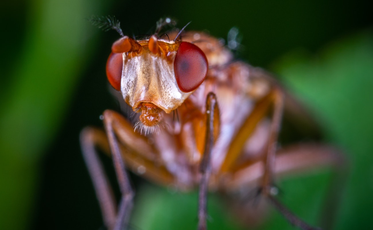 El insecticida biológico se realizó con el mecanismo denominado Silenciamiento Génico vía RNA de Interferencia (ARNI), el cual será aplicado en forma de laminillas.
