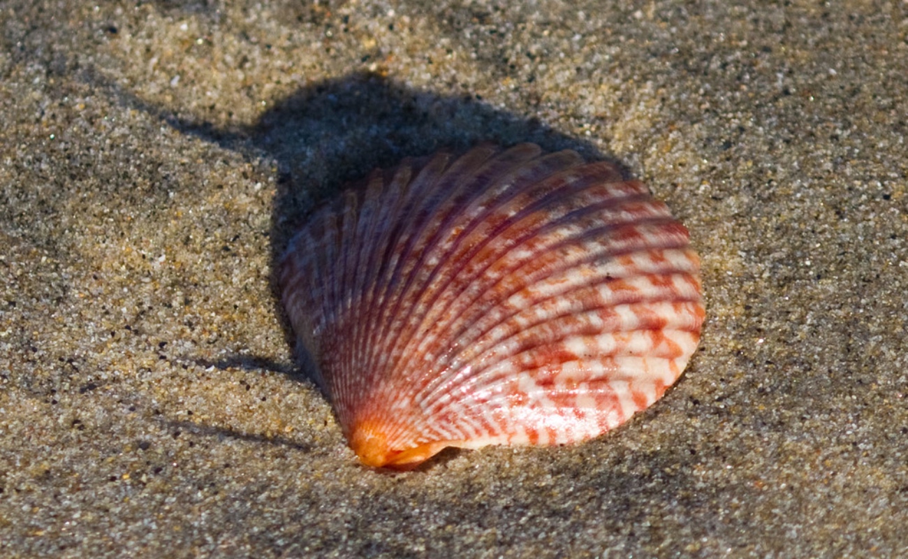 En diciembre inician cuatro periodos de aprovechamiento y tres de veda para distintas especies en aguas marinas y continentales de ocho estados.
