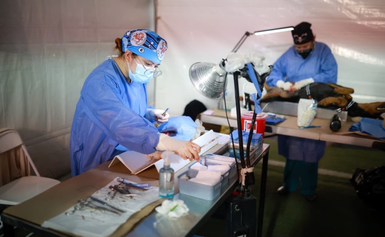 Realizan Jornadas de Esterilización de Mascotas en San Quintín