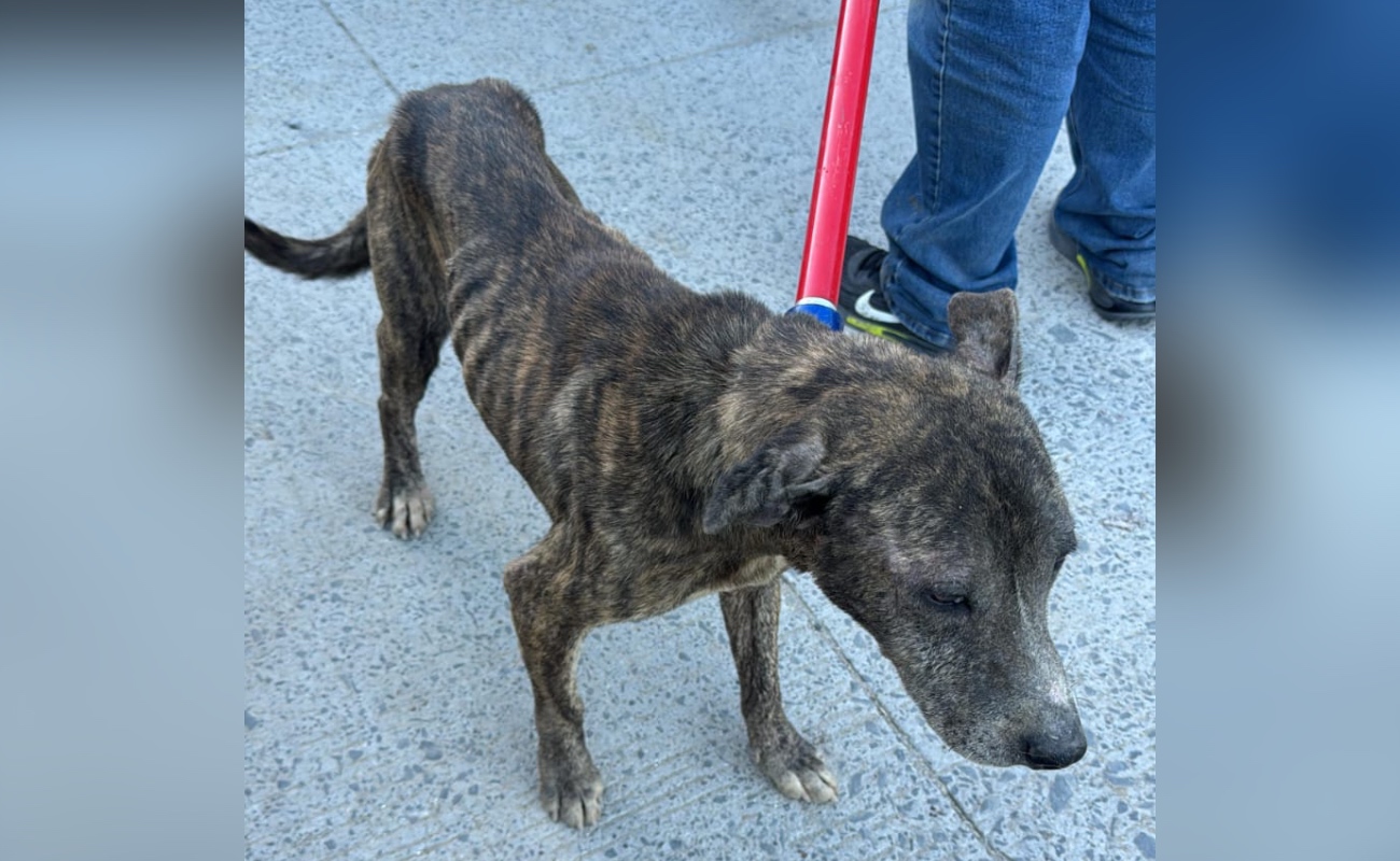 A simple vista, los animales presentaban enfermedades dermatológicas y se encontraban infestados de ectoparásitos.