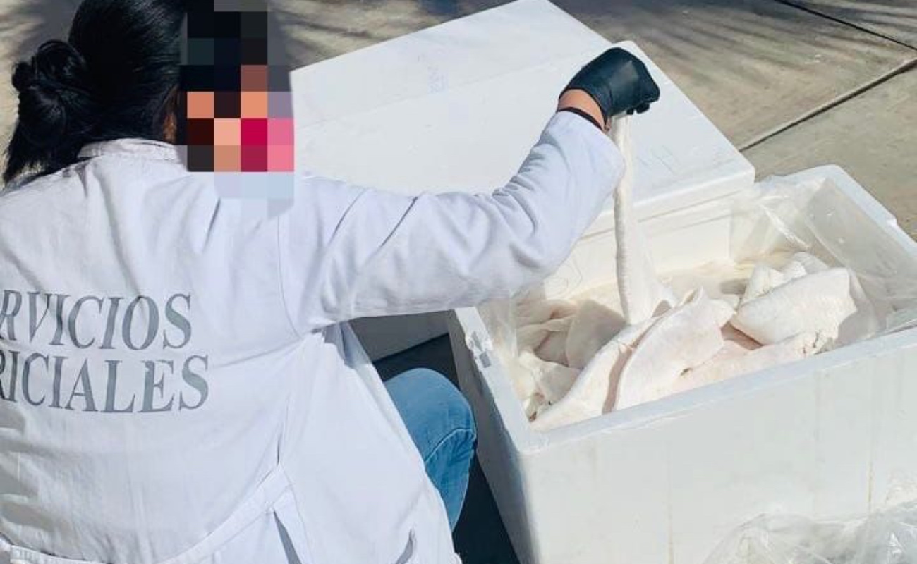 Se aseguraron 224 buches de totoaba, con un peso de 131 kilos 843 gramos.