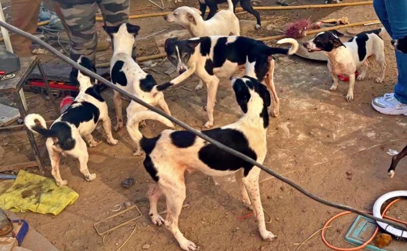 Fiscalía rescató a 21 perros en Tijuana por maltrato animal.