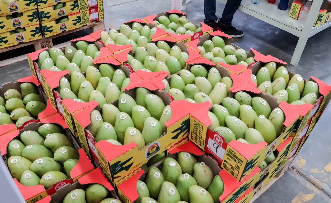El año pasado, el valor de las exportaciones de mango a Estados Unidos fue de 559 millones de dólares.