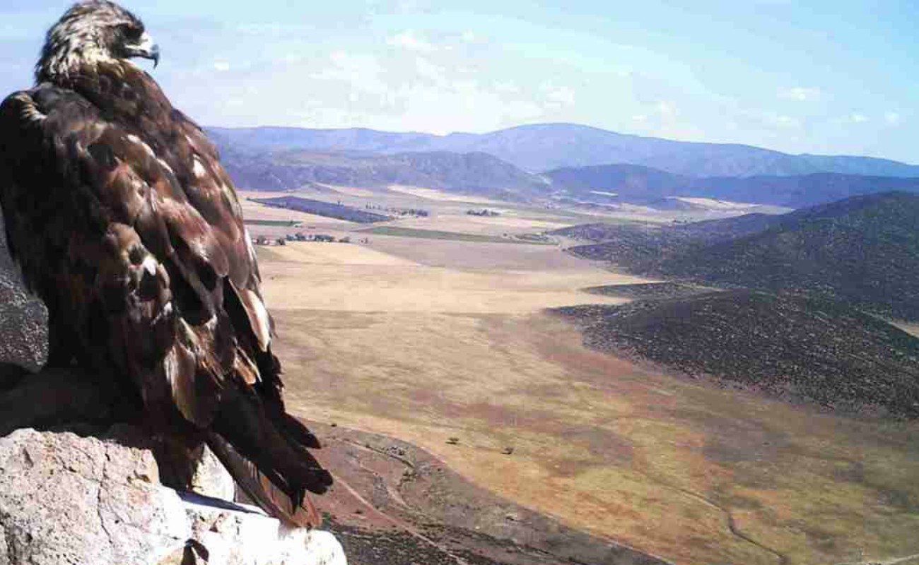El águila real y la trucha arcoíris son una especie y una subespecie, respectivamente, que habitan en Sierra de San Pedro.