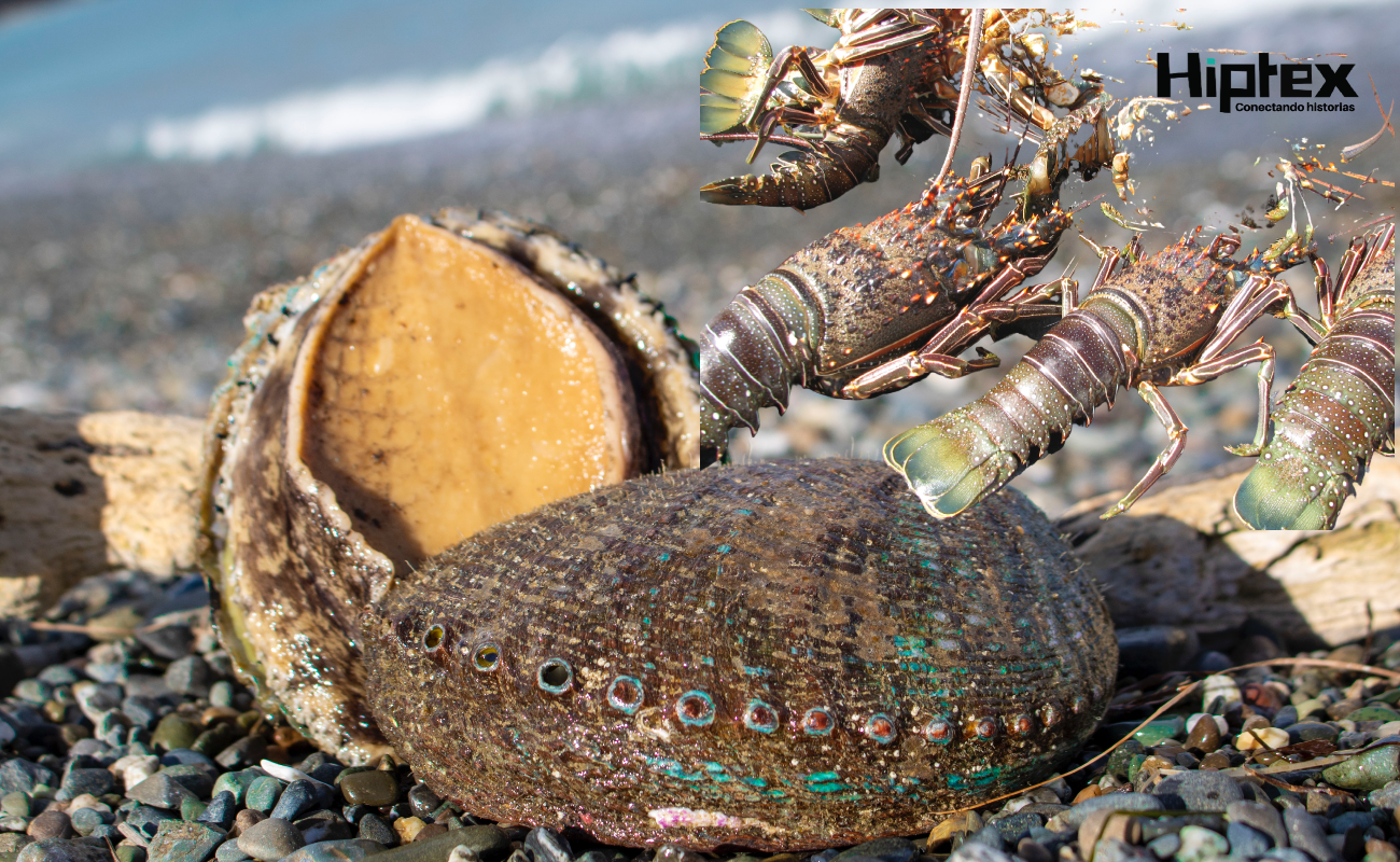 En febrero inicia periodo de veda para siete especies marinas en 10 estados de la República