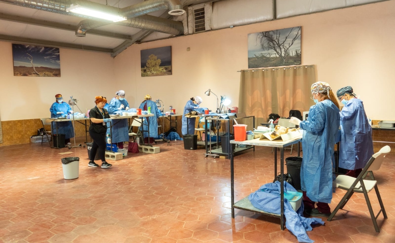 Realizan Tercera Jornada de Esterilización de Mascotas en San Felipe