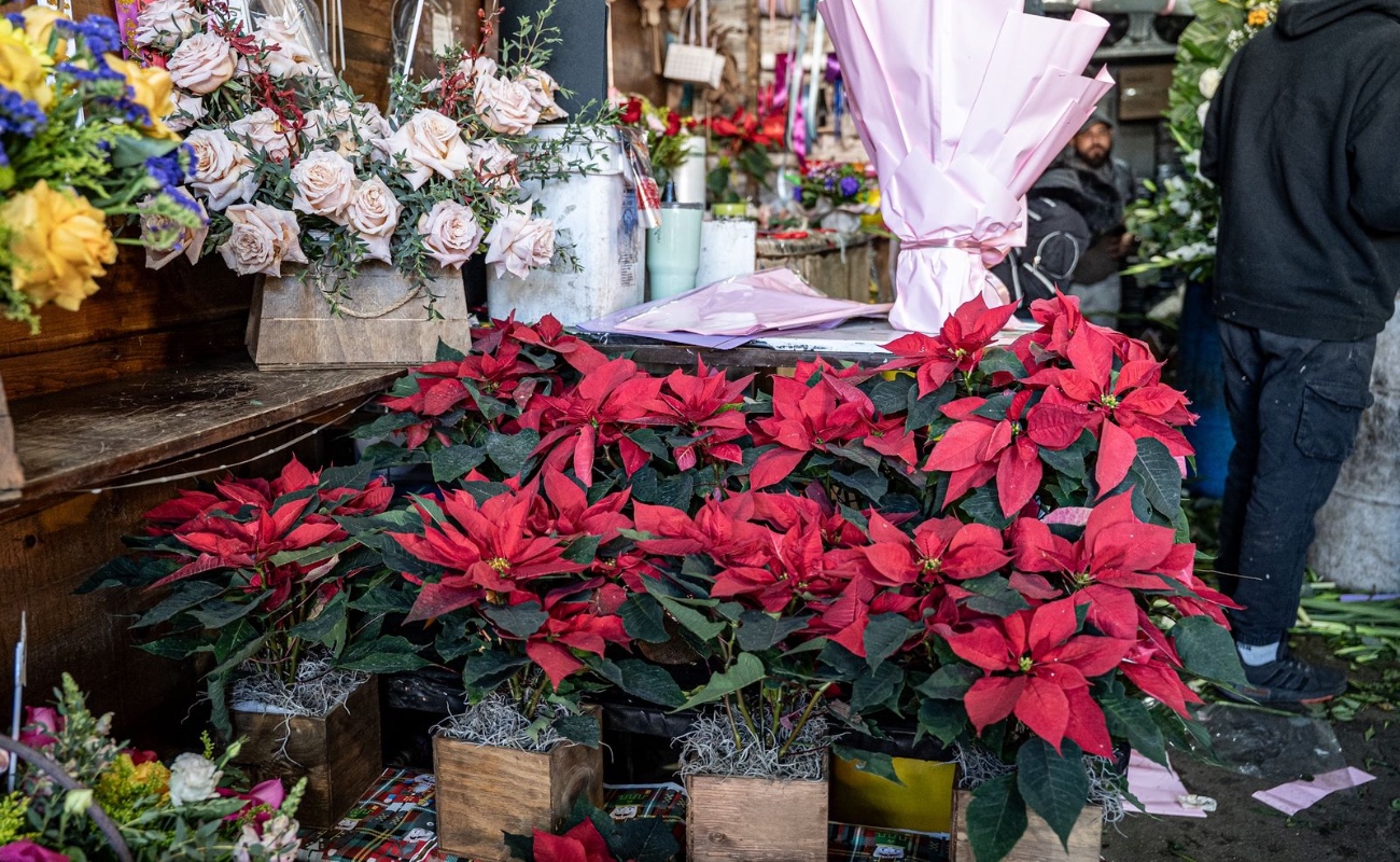 Comerciantes de flores enfrentan desabasto y bajas ventas rumbo a Navidad