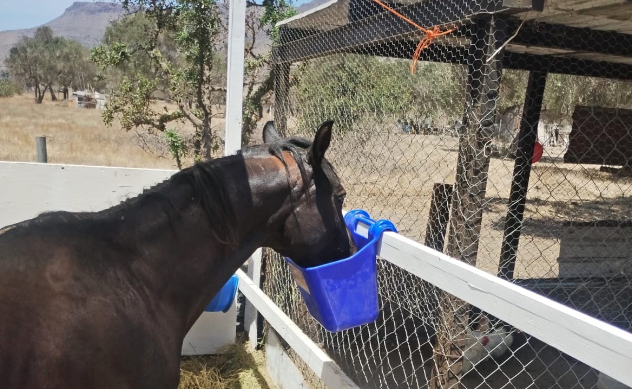 Verifican evolución de salud de caballos recuperados