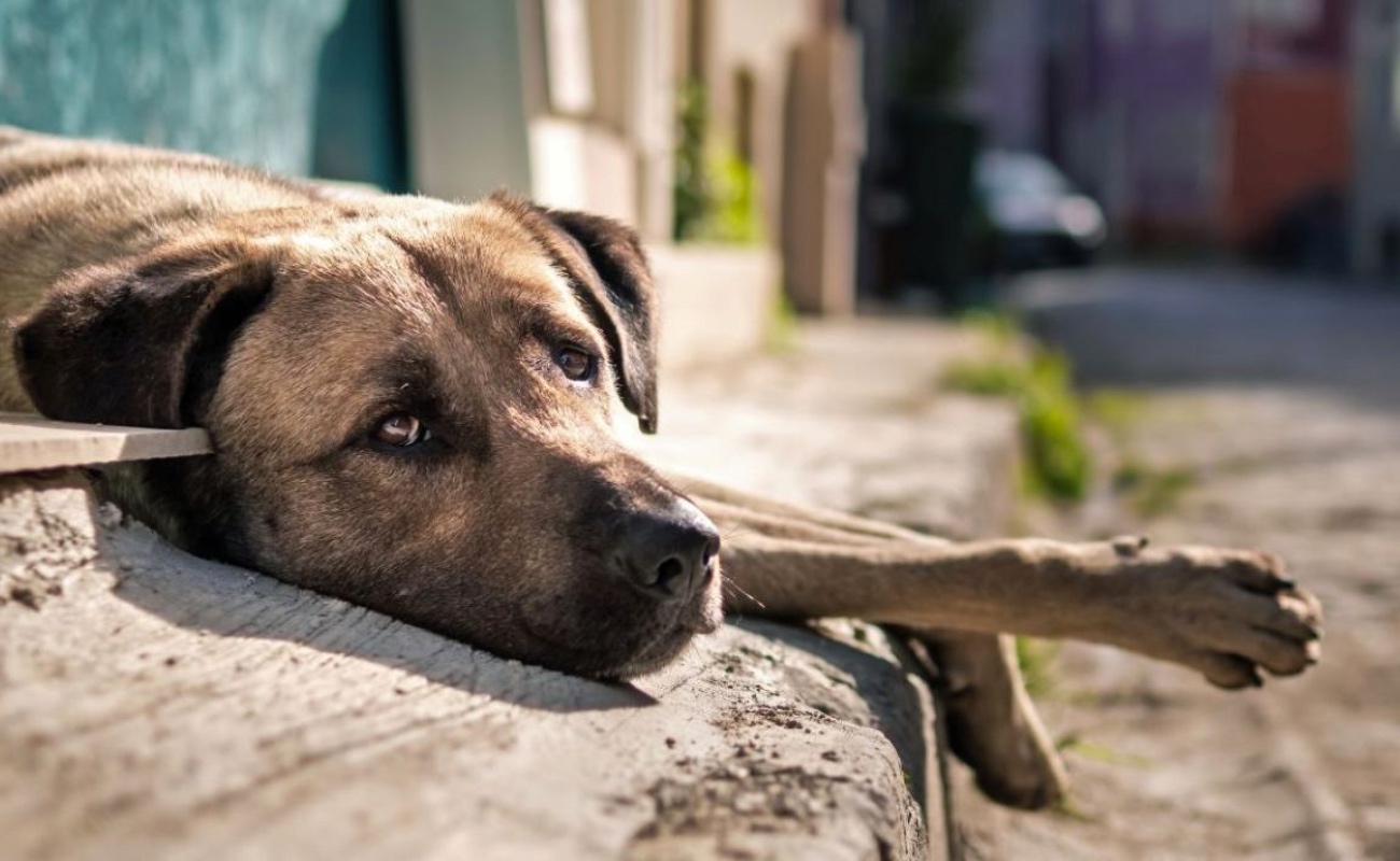 Promueven tenencia responsable de animales de compañía