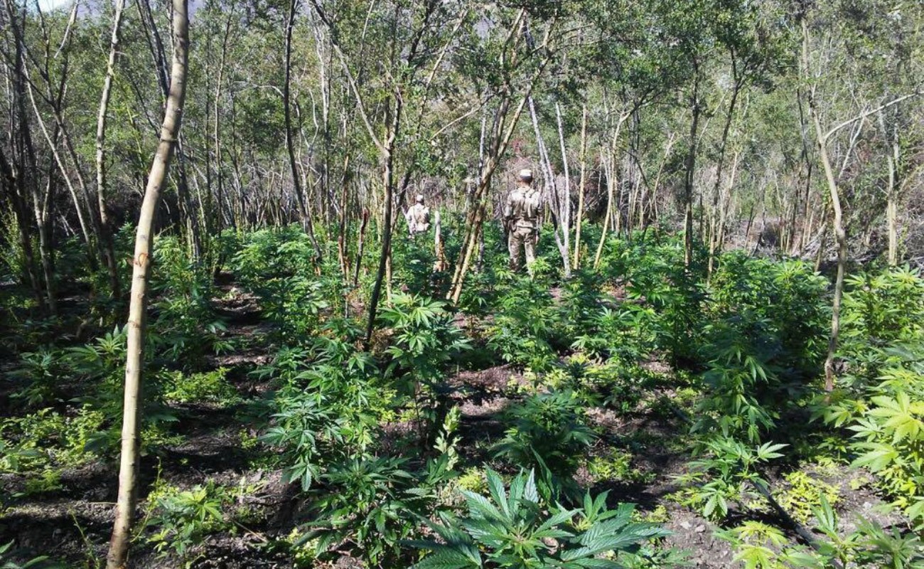 La SEDENA informó que hoy fueron detectados cuatro plantíos de marihuana con una superficie de 5 mil 500 metros cuadrados en el Ejido Ajusco, cerca de Santo Tomás.