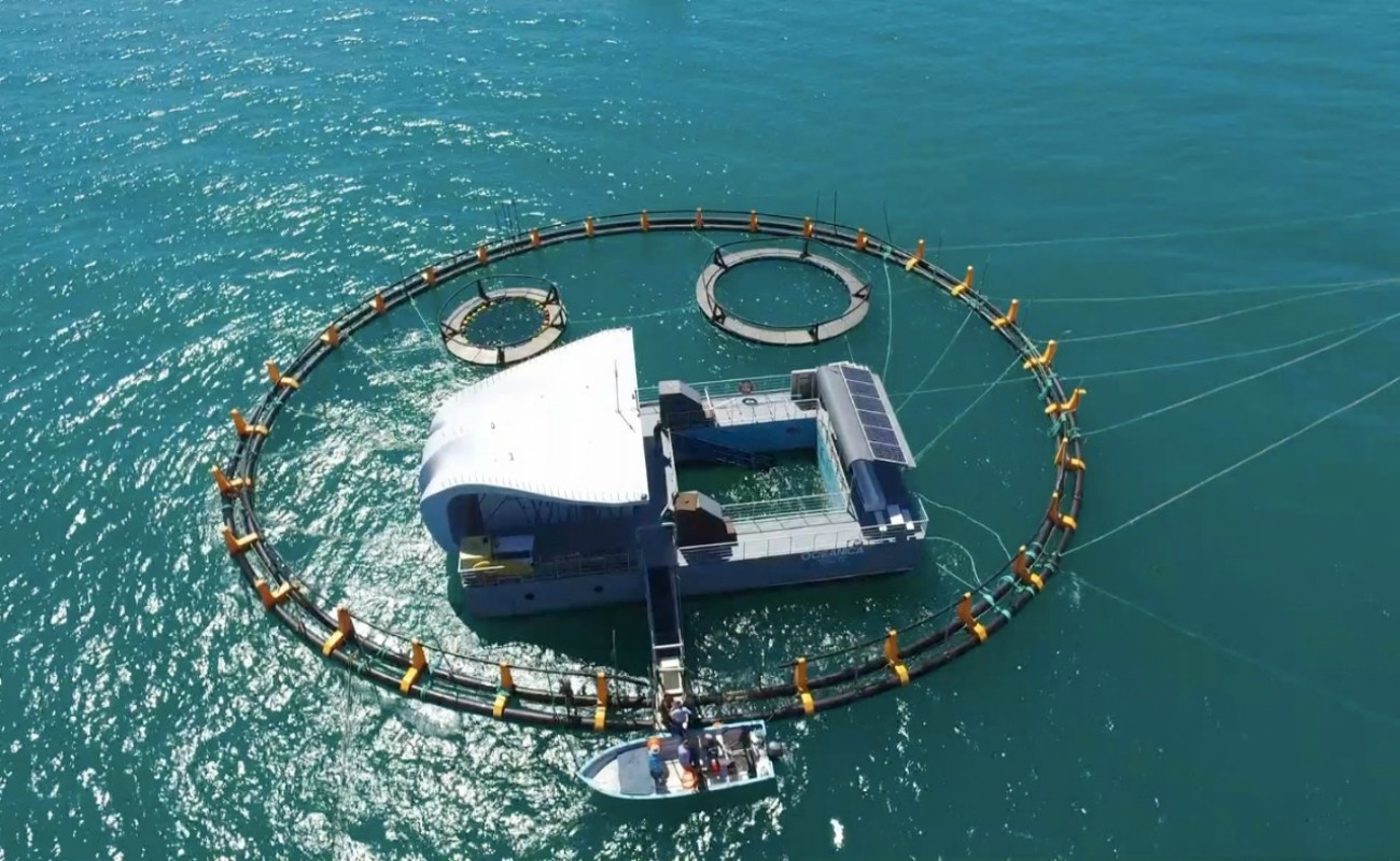 El nido para la vaquilla marina tiene una profundidad de 4 metros y cuenta con áreas para la observación por parte de biólogos y veterinarios.