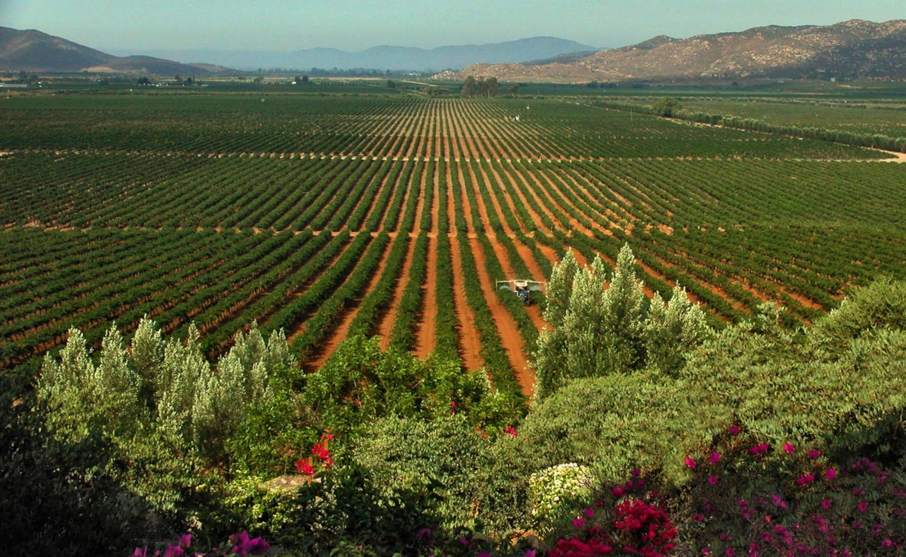 La apuesta de la administración de Armando Ayala Robles, es el respeto a la vocación agrícola del Valle de Guadalupe.