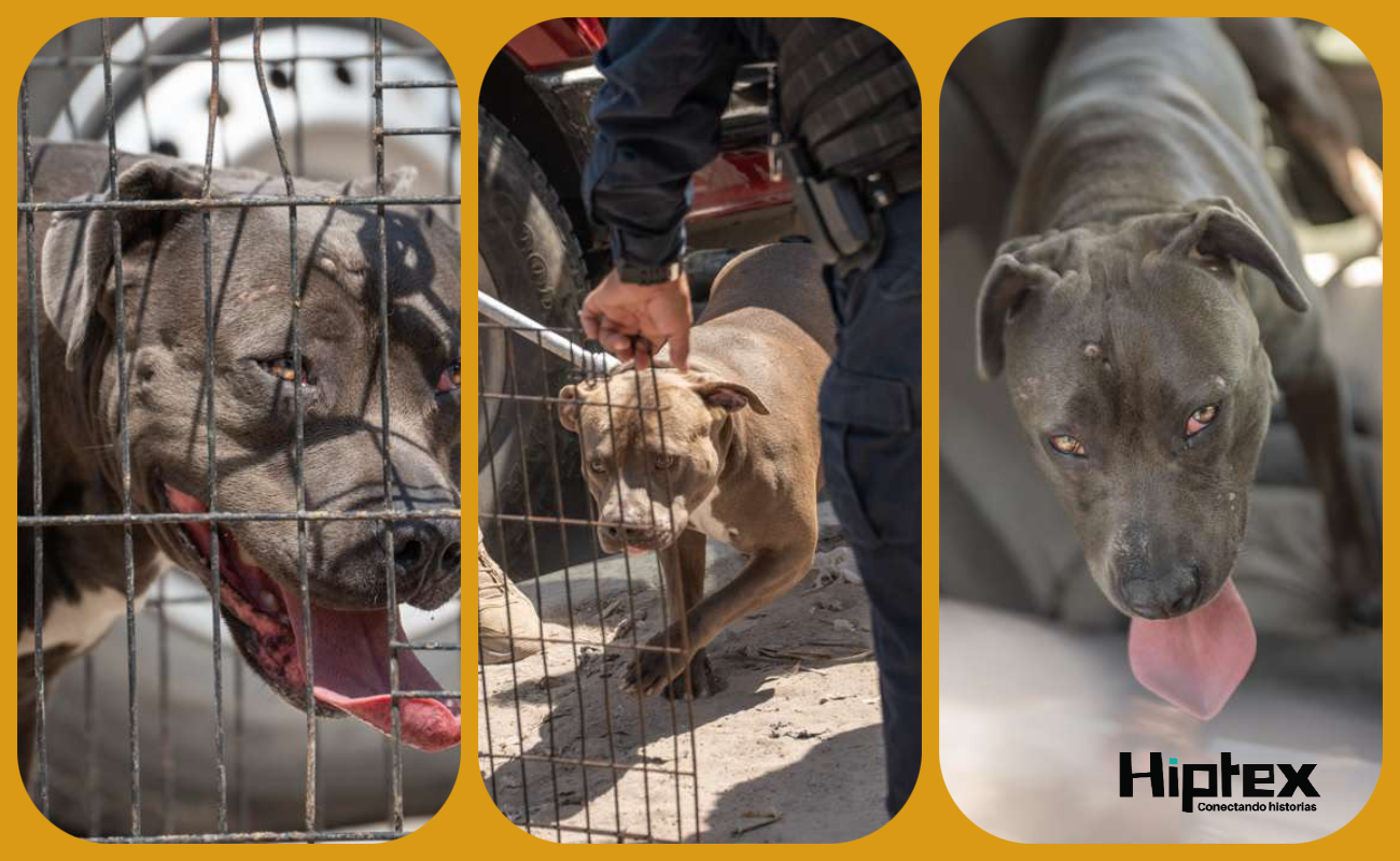 Abandonan a tres pitbulls bajo el sol dentro de una camioneta; serán dados en adopción