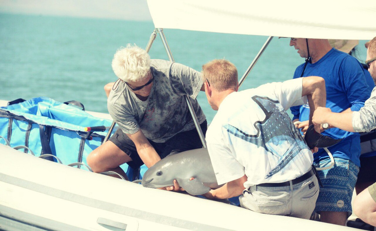 Hallan cría viva de vaquita marina