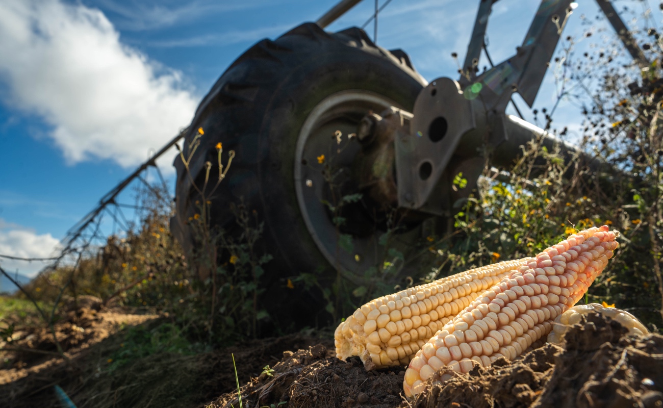 Simplifica AGRICULTURA trámites para incentivos al maíz blanco del ciclo Primavera-Verano 2026