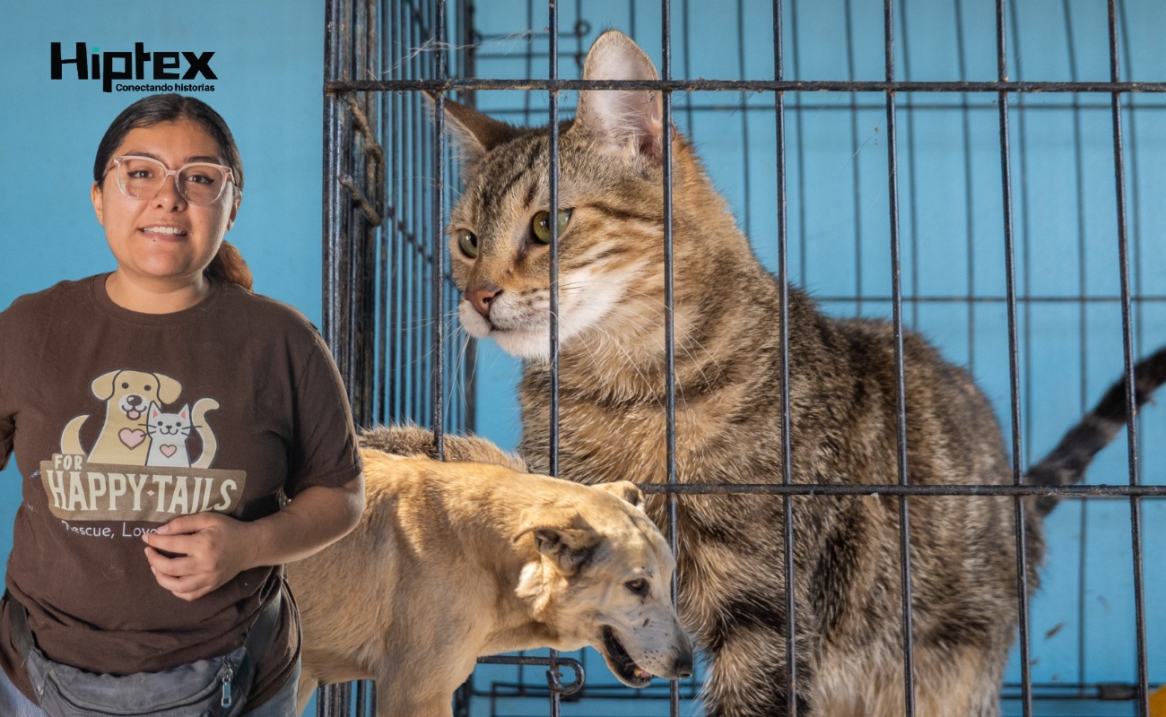 Con 62 perritos en resguardo, refugio For Happy Tails solicita apoyo de la comunidad