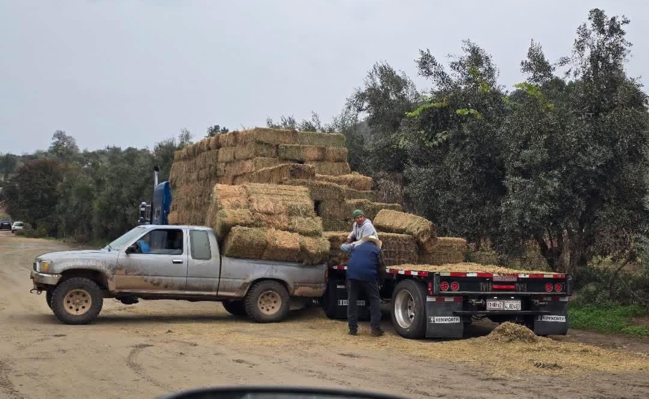 Otorga SADER BC subsidios en fletes a ganaderos afectados por la sequía