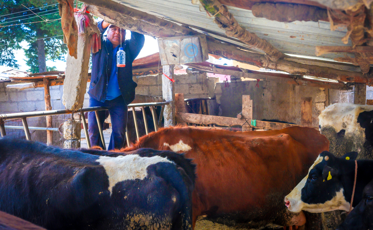 AGRICULTURA y Sembrando Vida capturan 16 millones de moscas del gusano barrenador con trampas artesanales