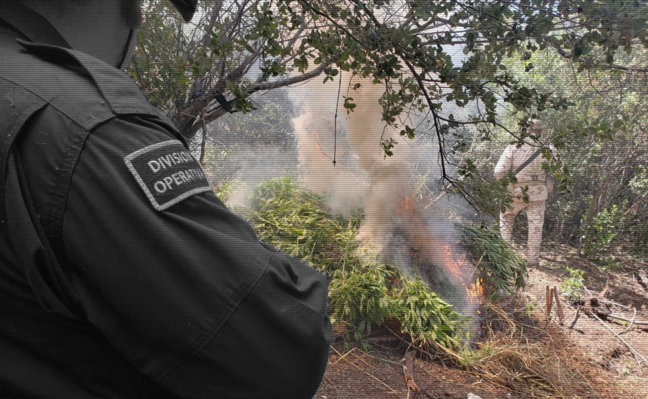 El sembradío, con más de 35 mil plantas, se ubicó en la delegación Maneadero.