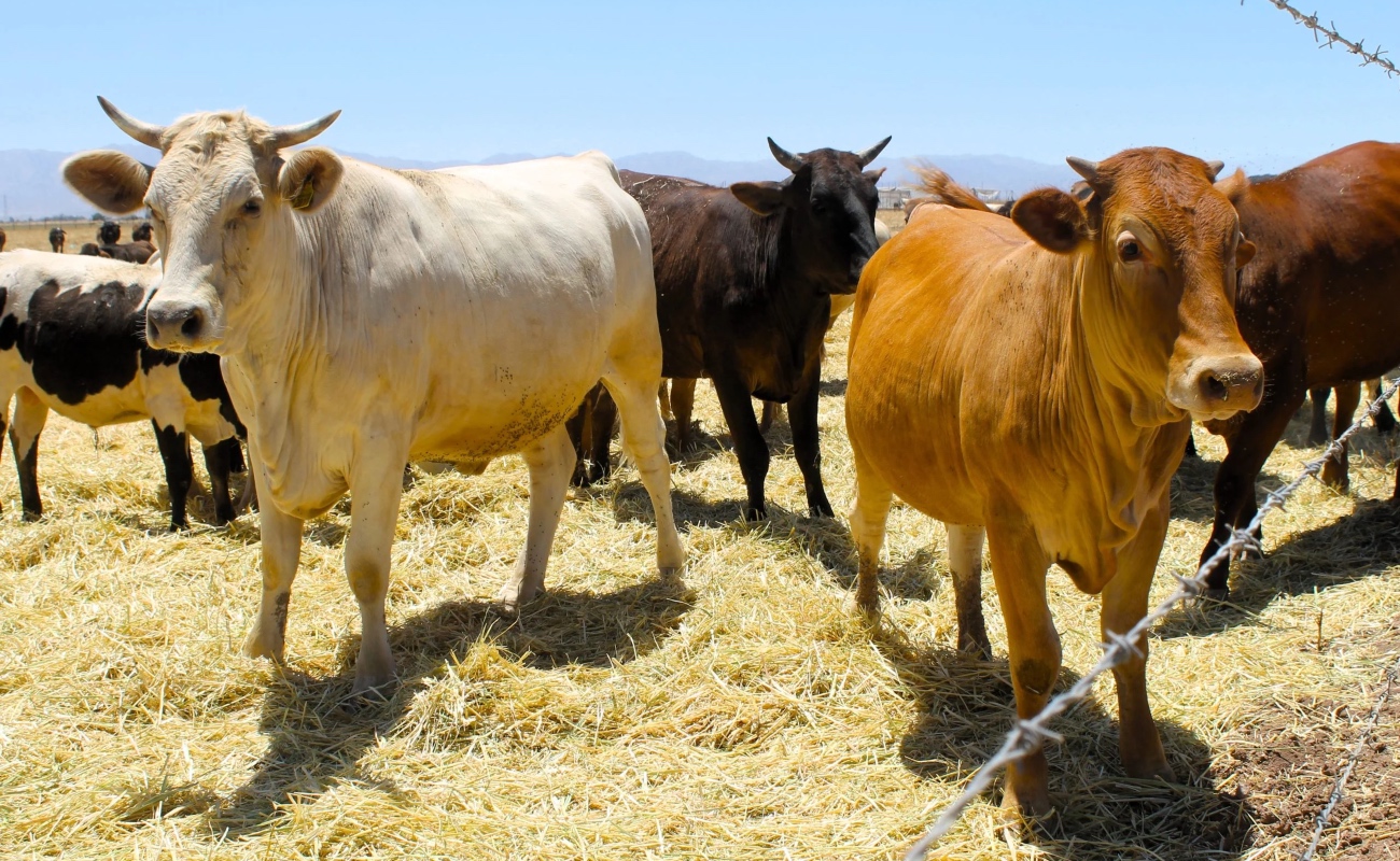 Senasica opera una red de 259 Puntos de Verificación e Inspección, 163 Sitios de Inspección y 108 rutas de inspección itinerante.