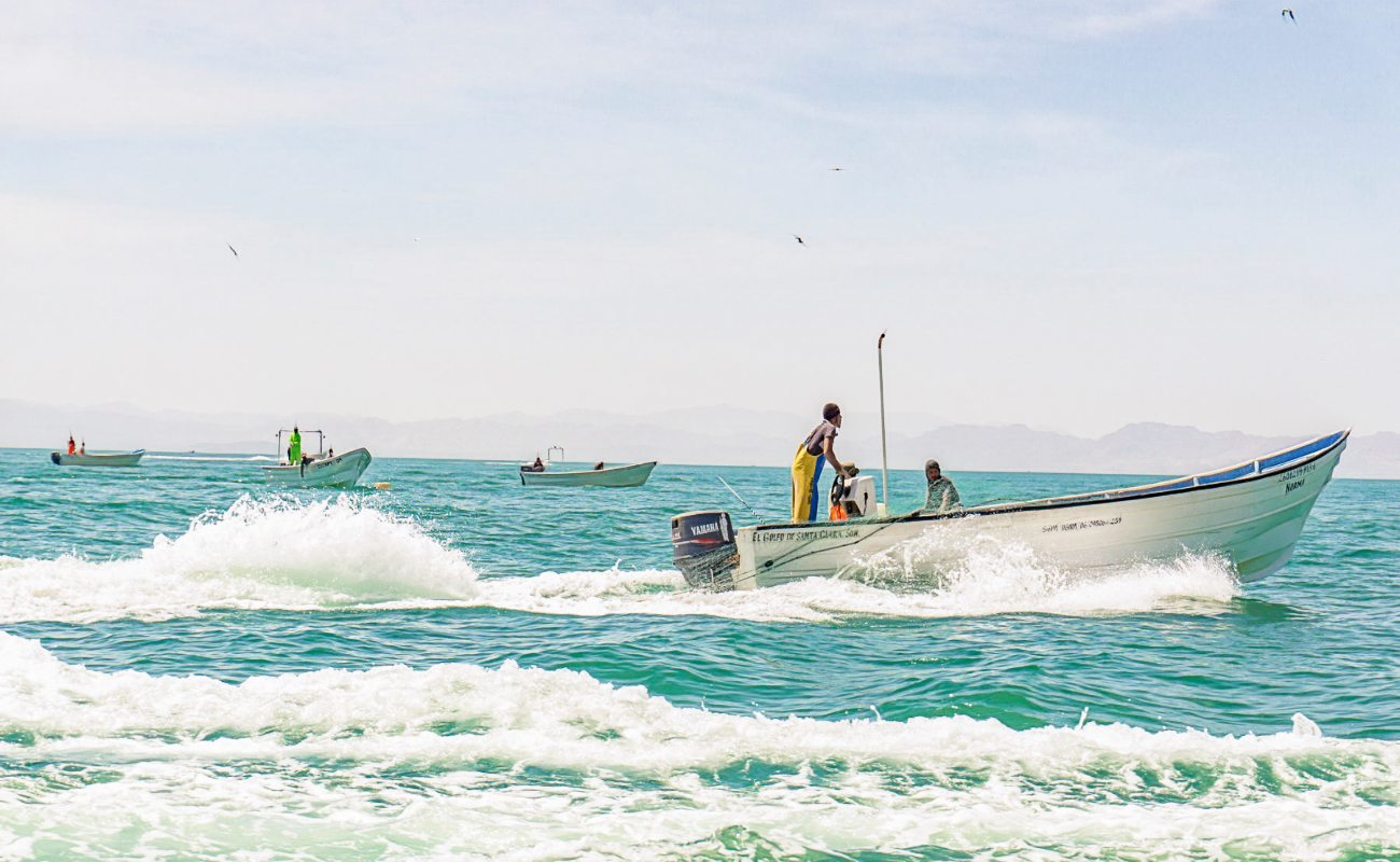 La curvina golfina es una especie de importancia local para pescadores de la región del Alto Golfo de California y la comunidad indígena Cucapá en BC.