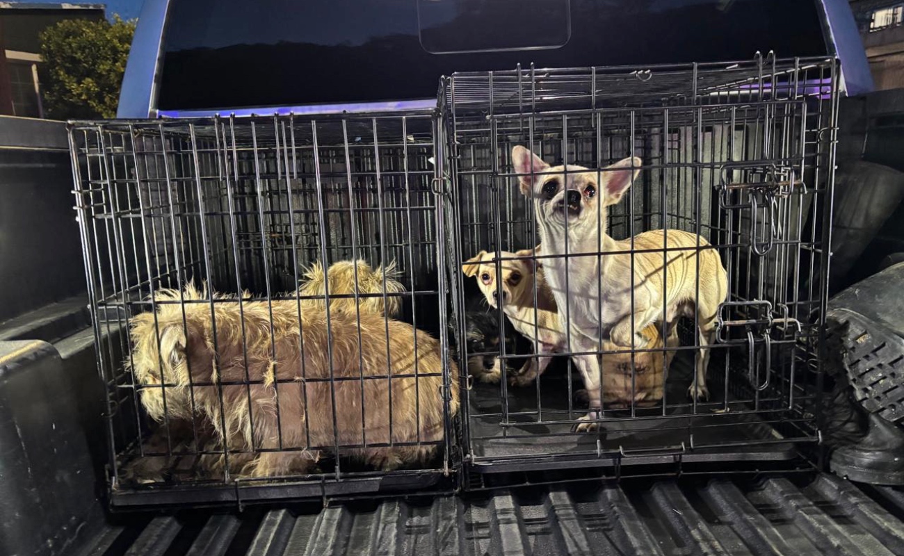 Los animales, ahora bajo cuidado veterinario, reciben atención y alimento.
