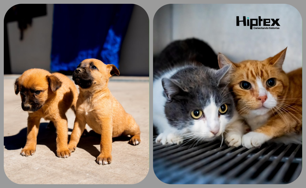 Invita Gobierno de Ensenada a brindar un hogar a 68 perros y 12 gatos resguardados en el CACyFE