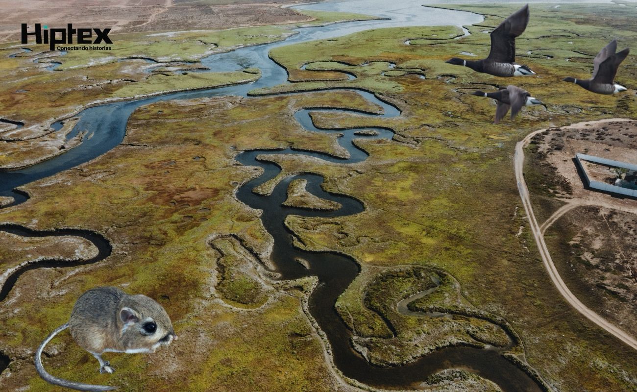 Terra Peninsular: 25 años luchando contra la extinción de la vida silvestre en Baja California