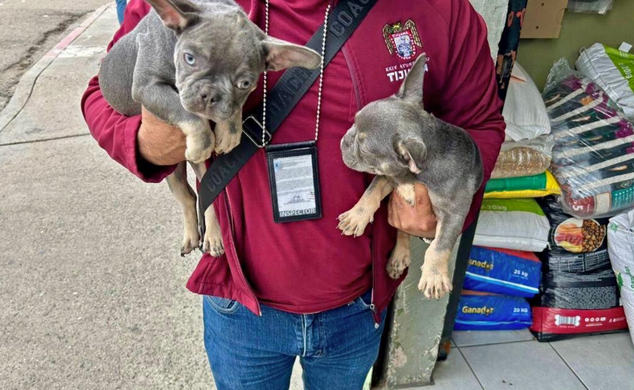 La Dirección de Inspección y Verificación clausuró el negocio, sin documentación oficial, en la colonia Buena Vista.