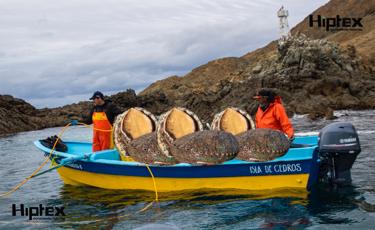 La Conapesca pone a disposición la línea telefónica 669 915 6913 para recibir denuncias sobre pesca ilegal o malas prácticas.