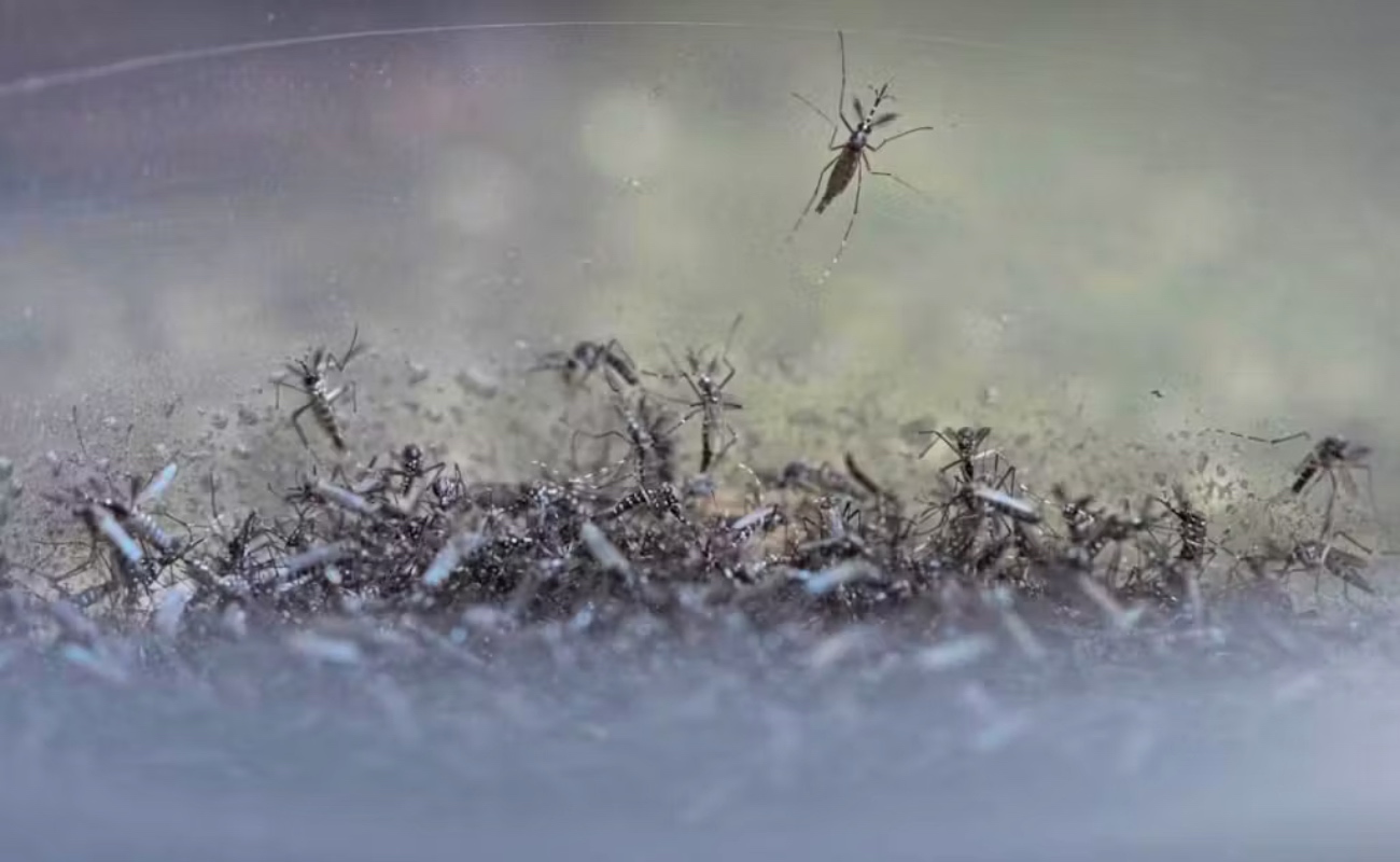 Islandia registra la llegada de los primeros mosquitos en su historia: una señal del cambio climático
