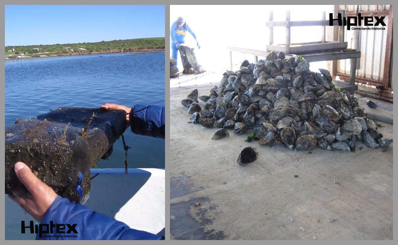 Se realizó un recorrido en lancha por las artes de cultivo diseñadas para la producción de ostión en la zona.