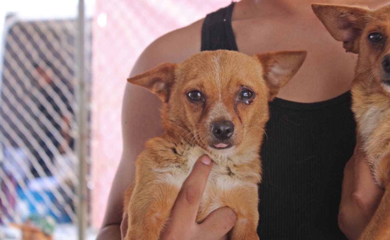Se recomienda mantener la higiene de mascotas y hogares para prevenir la Rickettsiosis, transmitida por la garrapata café, especialmente en temporada de calor.