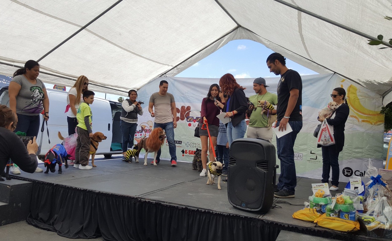 Lo recaudado será destinado a dos asociaciones y tres rescatistas, que dan refugio a 450 perros y gatos.