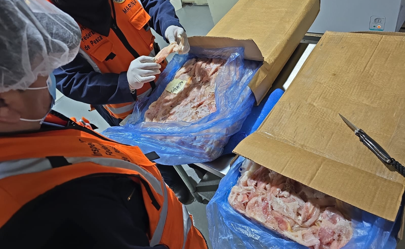 Retienen 25 toneladas de pescado halladas dentro de contenedor en el Puerto