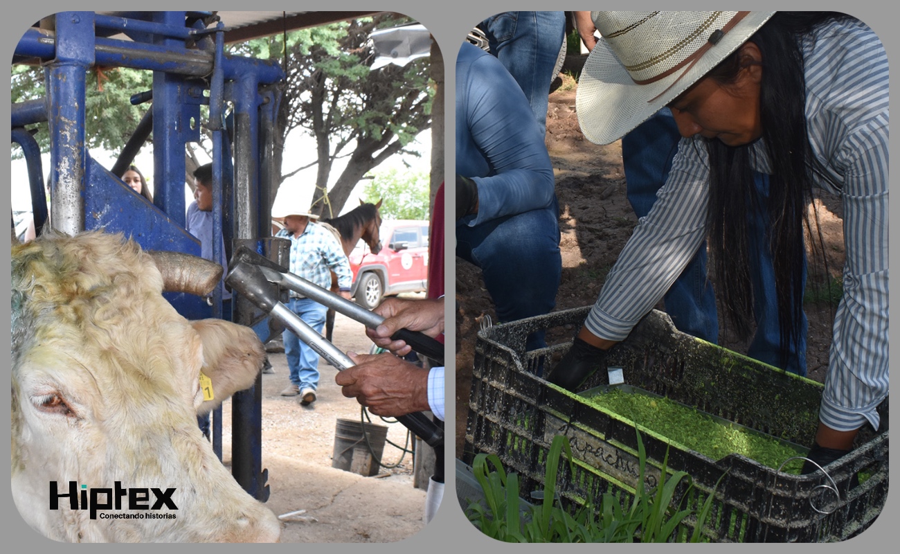 AGRICULTURA, gobiernos estatales y ganaderos refuerzan acciones contra el GBG en Chihuahua y Sonora