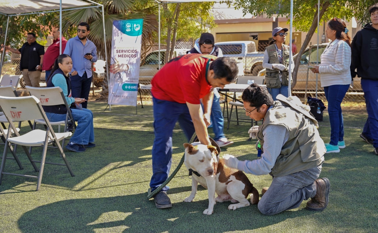 Impulsa Gobierno de Ensenada acciones para mitigar la rickettsiosis